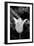 Single Fancy White Tulip-Jeff Pica-Framed Photographic Print