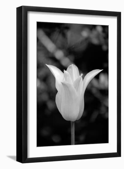 Single Fancy White Tulip-Jeff Pica-Framed Photographic Print