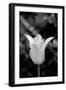 Single Fancy White Tulip-Jeff Pica-Framed Photographic Print