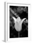 Single Fancy White Tulip-Jeff Pica-Framed Photographic Print