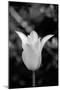 Single Fancy White Tulip-Jeff Pica-Mounted Photographic Print