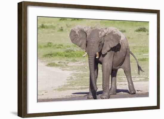 Single Female Elephant Standing on Pond Edge, Wet from Bathing-James Heupel-Framed Photographic Print