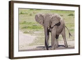 Single Female Elephant Standing on Pond Edge, Wet from Bathing-James Heupel-Framed Photographic Print