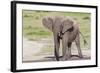 Single Female Elephant Standing on Pond Edge, Wet from Bathing-James Heupel-Framed Photographic Print