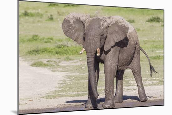 Single Female Elephant Standing on Pond Edge, Wet from Bathing-James Heupel-Mounted Photographic Print