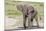 Single Female Elephant Standing on Pond Edge, Wet from Bathing-James Heupel-Mounted Photographic Print