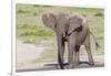 Single Female Elephant Standing on Pond Edge, Wet from Bathing-James Heupel-Framed Photographic Print