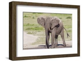 Single Female Elephant Standing on Pond Edge, Wet from Bathing-James Heupel-Framed Photographic Print