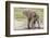 Single Female Elephant Standing on Pond Edge, Wet from Bathing-James Heupel-Framed Photographic Print