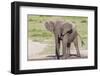 Single Female Elephant Standing on Pond Edge, Wet from Bathing-James Heupel-Framed Photographic Print