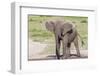 Single Female Elephant Standing on Pond Edge, Wet from Bathing-James Heupel-Framed Photographic Print