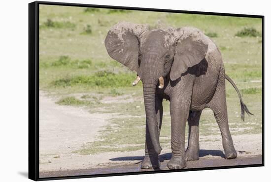 Single Female Elephant Standing on Pond Edge, Wet from Bathing-James Heupel-Framed Stretched Canvas