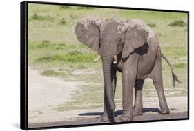 Single Female Elephant Standing on Pond Edge, Wet from Bathing-James Heupel-Framed Stretched Canvas