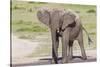 Single Female Elephant Standing on Pond Edge, Wet from Bathing-James Heupel-Stretched Canvas