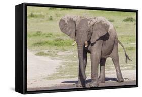 Single Female Elephant Standing on Pond Edge, Wet from Bathing-James Heupel-Framed Stretched Canvas