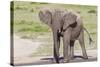Single Female Elephant Standing on Pond Edge, Wet from Bathing-James Heupel-Stretched Canvas