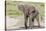 Single Female Elephant Standing on Pond Edge, Wet from Bathing-James Heupel-Stretched Canvas