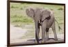 Single Female Elephant Standing on Pond Edge, Wet from Bathing-James Heupel-Framed Premium Photographic Print