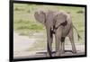 Single Female Elephant Standing on Pond Edge, Wet from Bathing-James Heupel-Framed Premium Photographic Print