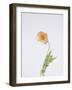 Single Flourish - Shoot-Sarah Hart Morgan-Framed Giclee Print