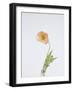 Single Flourish - Shoot-Sarah Hart Morgan-Framed Giclee Print