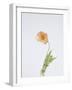 Single Flourish - Shoot-Sarah Hart Morgan-Framed Giclee Print