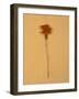 Single Flower on Tan Background-Will Wilkinson-Framed Photographic Print