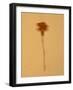 Single Flower on Tan Background-Will Wilkinson-Framed Photographic Print