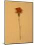 Single Flower on Tan Background-Will Wilkinson-Mounted Photographic Print