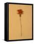 Single Flower on Tan Background-Will Wilkinson-Framed Stretched Canvas