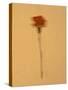 Single Flower on Tan Background-Will Wilkinson-Stretched Canvas