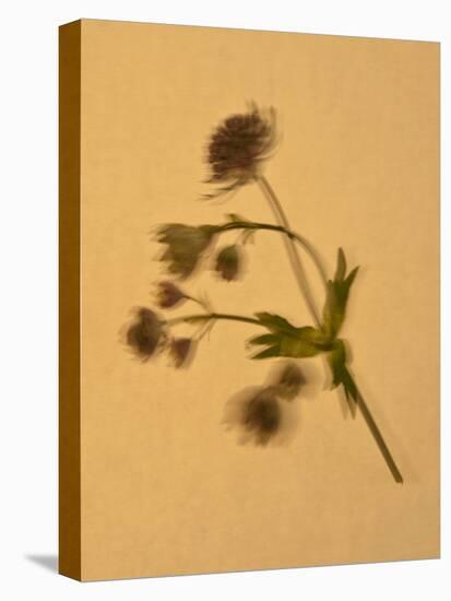 Single Flower on Tan Background-Will Wilkinson-Stretched Canvas