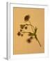 Single Flower on Tan Background-Will Wilkinson-Framed Photographic Print