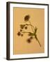 Single Flower on Tan Background-Will Wilkinson-Framed Photographic Print