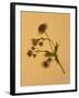 Single Flower on Tan Background-Will Wilkinson-Framed Photographic Print