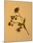 Single Flower on Tan Background-Will Wilkinson-Mounted Photographic Print