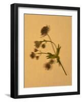 Single Flower on Tan Background-Will Wilkinson-Framed Photographic Print