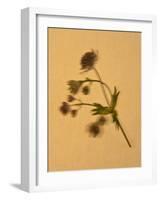 Single Flower on Tan Background-Will Wilkinson-Framed Photographic Print