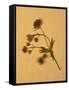 Single Flower on Tan Background-Will Wilkinson-Framed Stretched Canvas