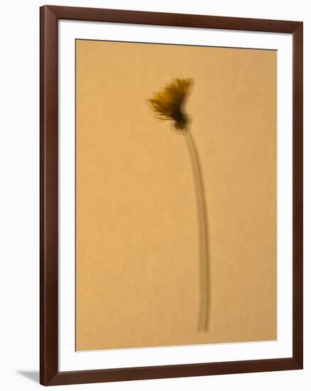 Single Flower on Tan Background-Will Wilkinson-Framed Photographic Print