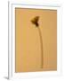 Single Flower on Tan Background-Will Wilkinson-Framed Photographic Print