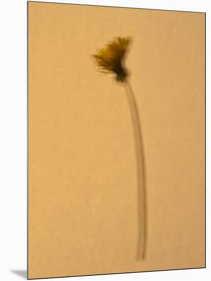 Single Flower on Tan Background-Will Wilkinson-Mounted Photographic Print