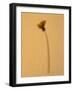 Single Flower on Tan Background-Will Wilkinson-Framed Photographic Print