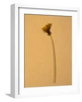 Single Flower on Tan Background-Will Wilkinson-Framed Photographic Print