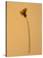 Single Flower on Tan Background-Will Wilkinson-Stretched Canvas