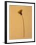 Single Flower on Tan Background-Will Wilkinson-Framed Photographic Print