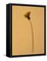 Single Flower on Tan Background-Will Wilkinson-Framed Stretched Canvas