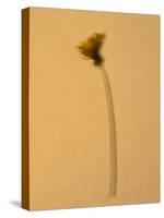 Single Flower on Tan Background-Will Wilkinson-Stretched Canvas