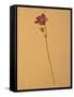 Single Flower on Tan Background-Will Wilkinson-Framed Stretched Canvas