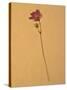 Single Flower on Tan Background-Will Wilkinson-Stretched Canvas